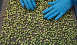 В России ожидается избыток гороха из-за проблем с экспортом